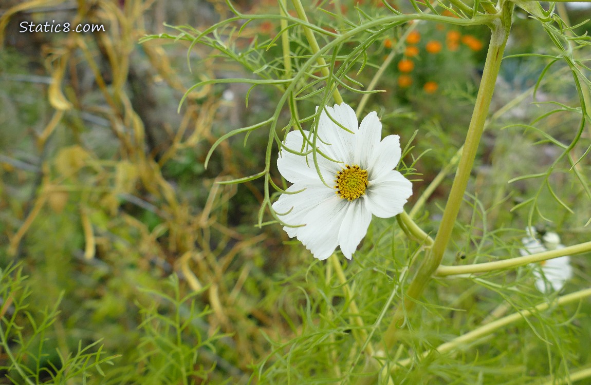 White Cosmos bloom