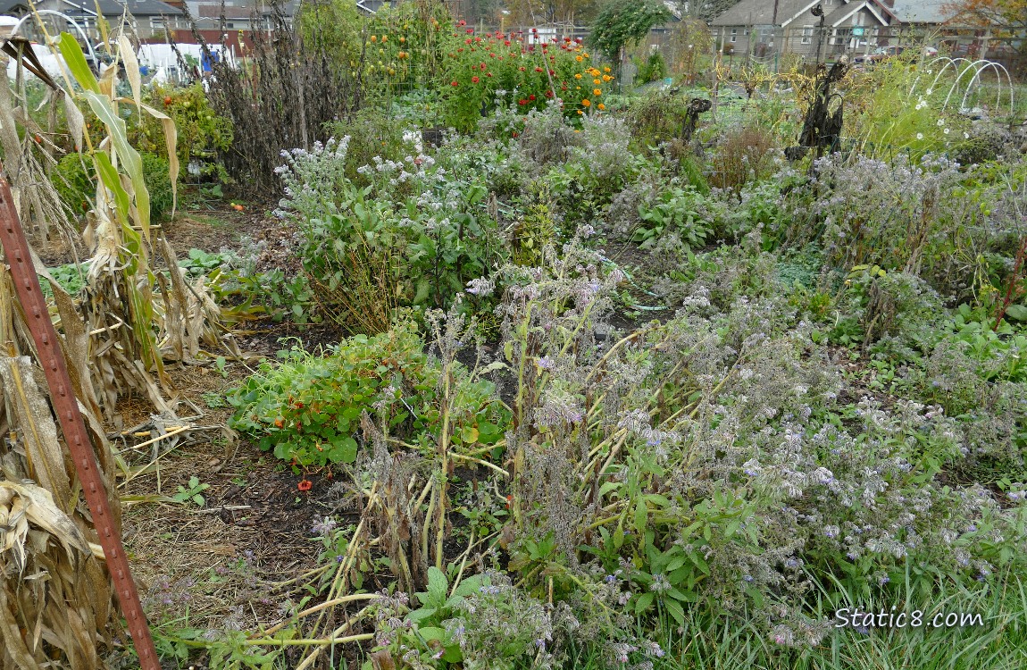 Garden Plot