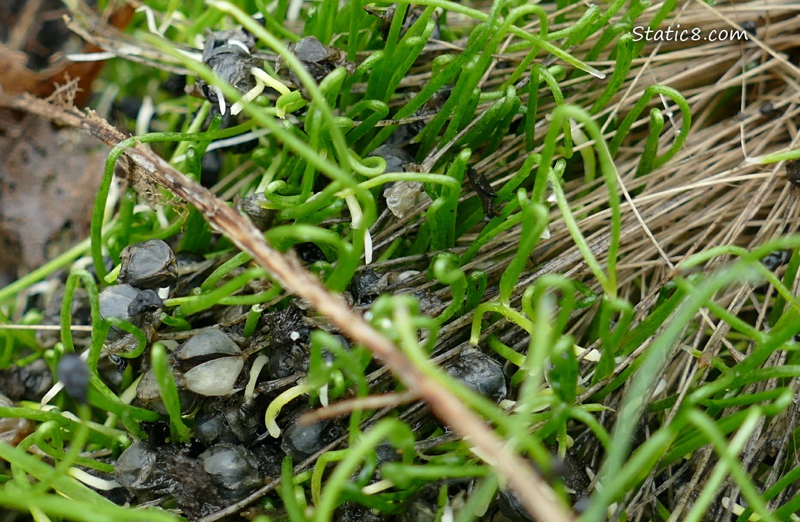 Leek seedlings