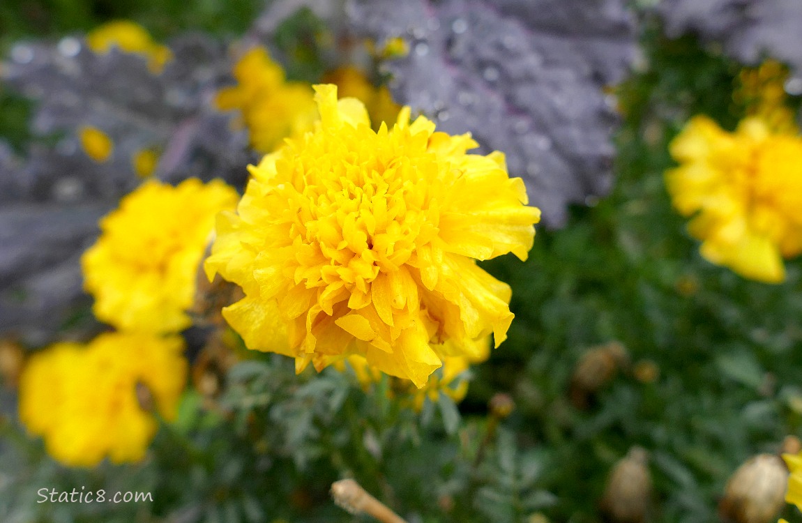 Yellow Marigold bloom