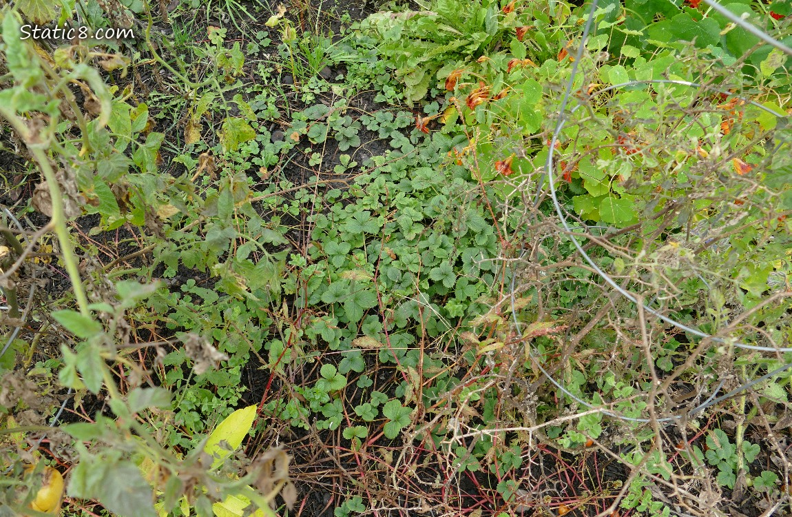 Strawberry patch
