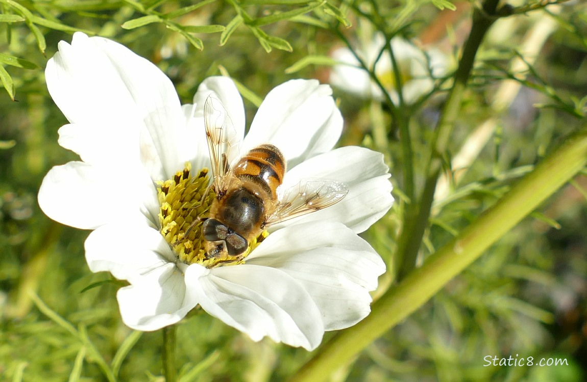 Honey Bee on a white Cosmos bloom