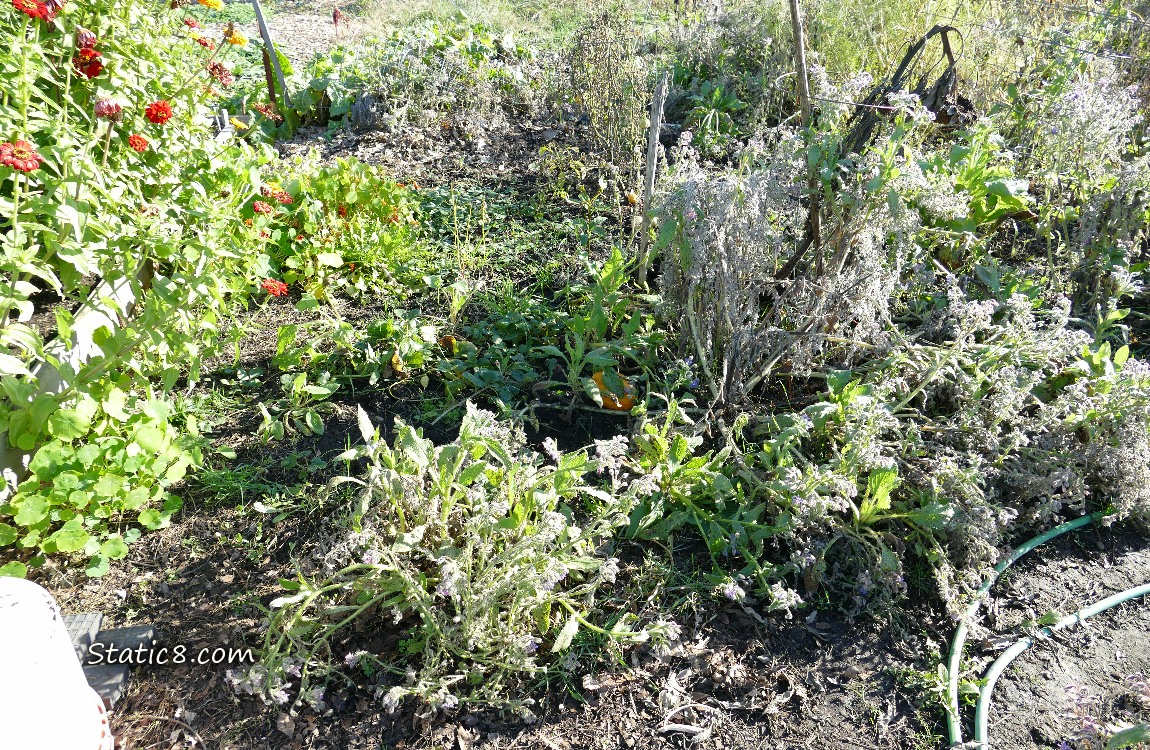 Garden plot