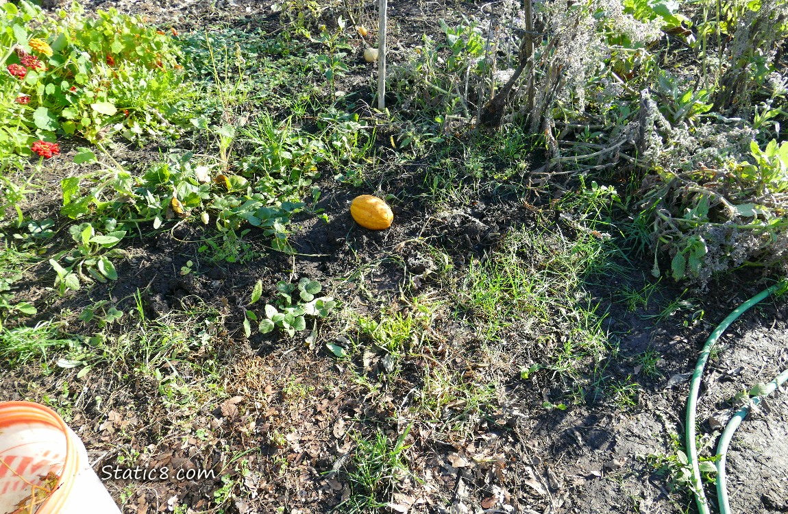 Garden plot
