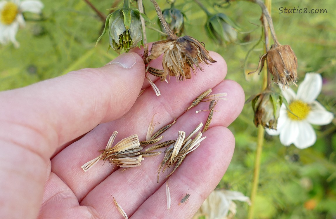 Hand holding out Cosmos seeds next to a seed head