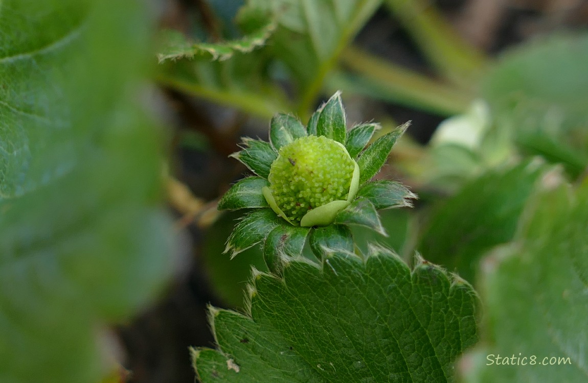 A single green strawberry fruit