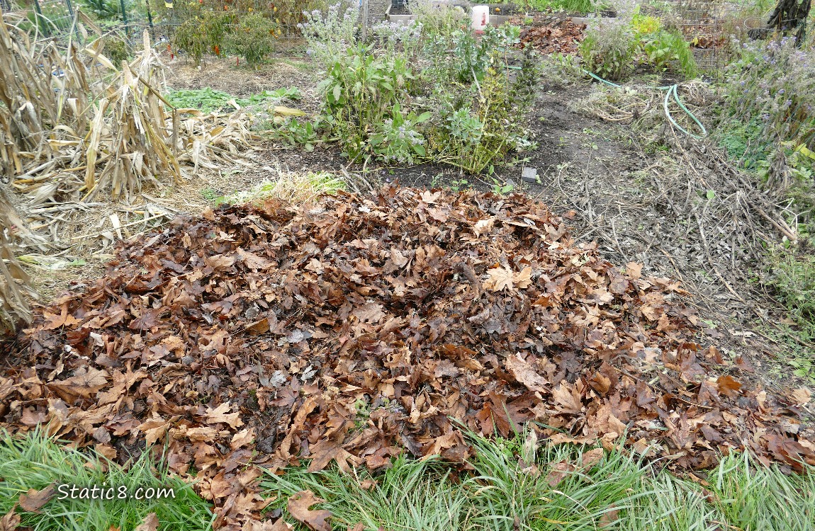 Garden Plot