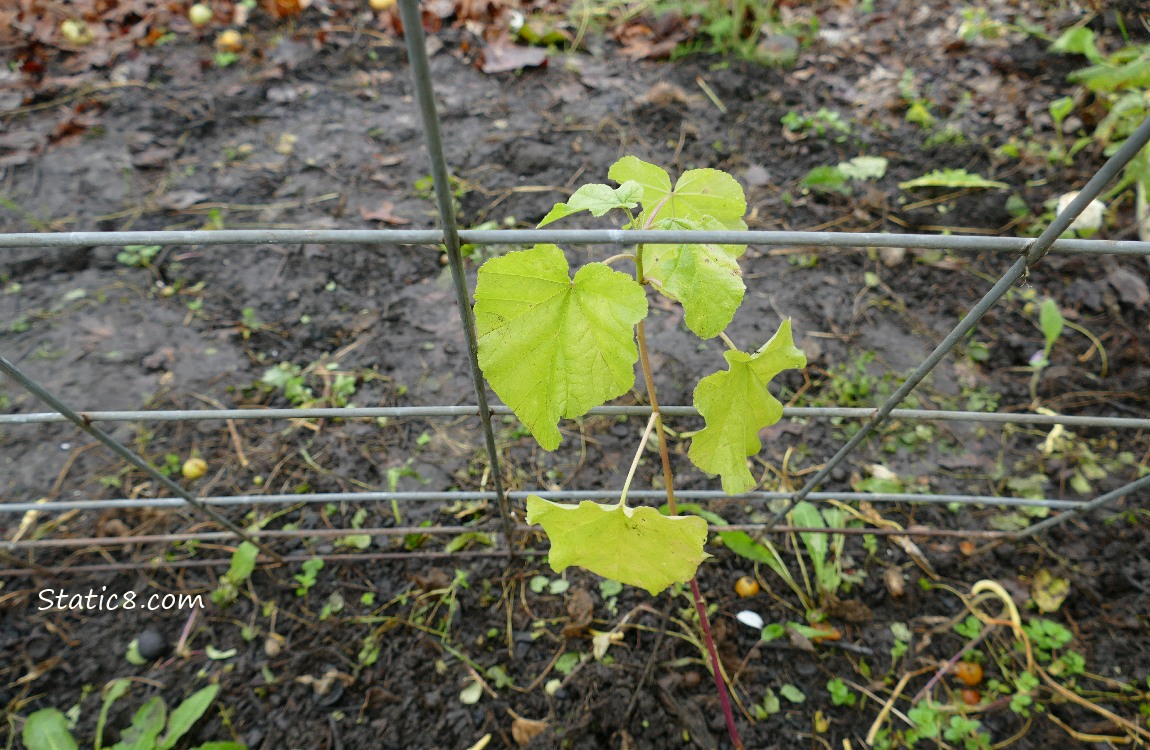 Mystery plant