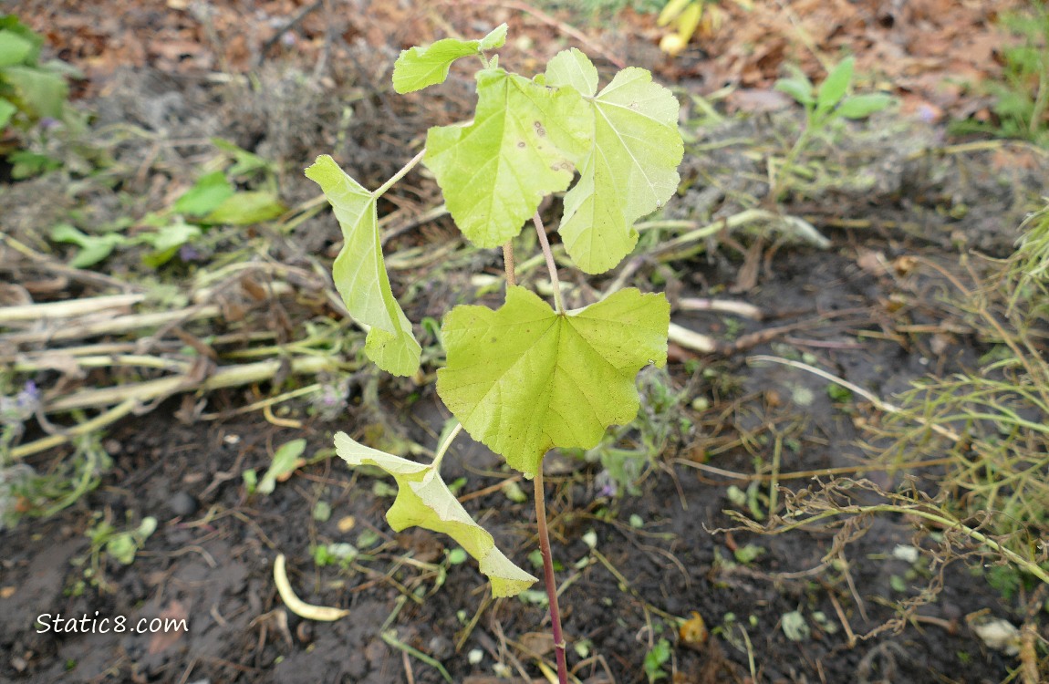 Plant