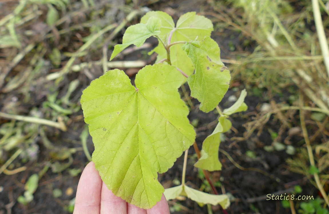 Mystery plant