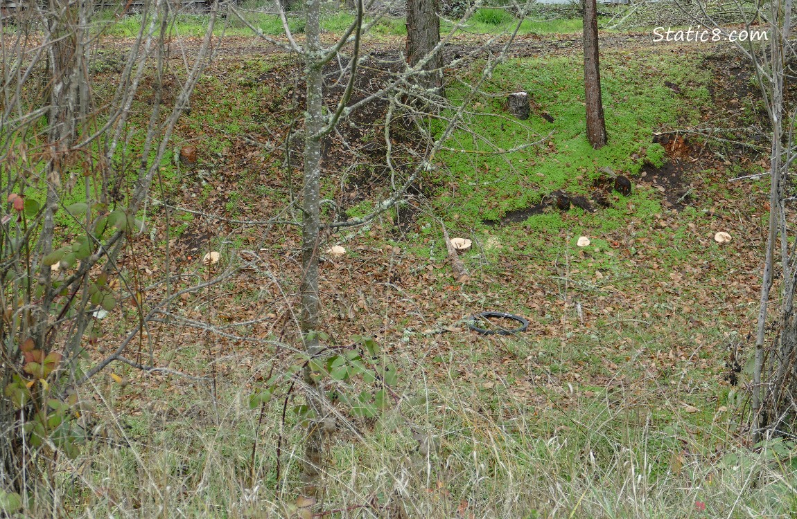 Stumps