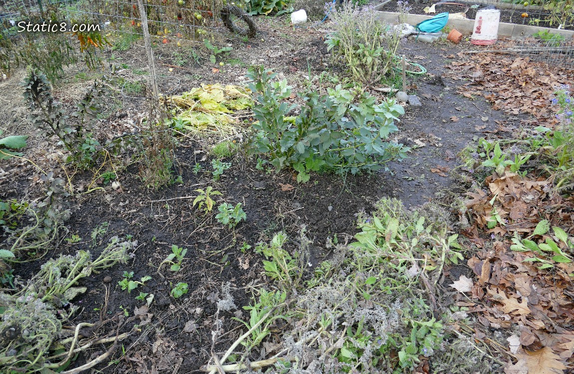 garden plot