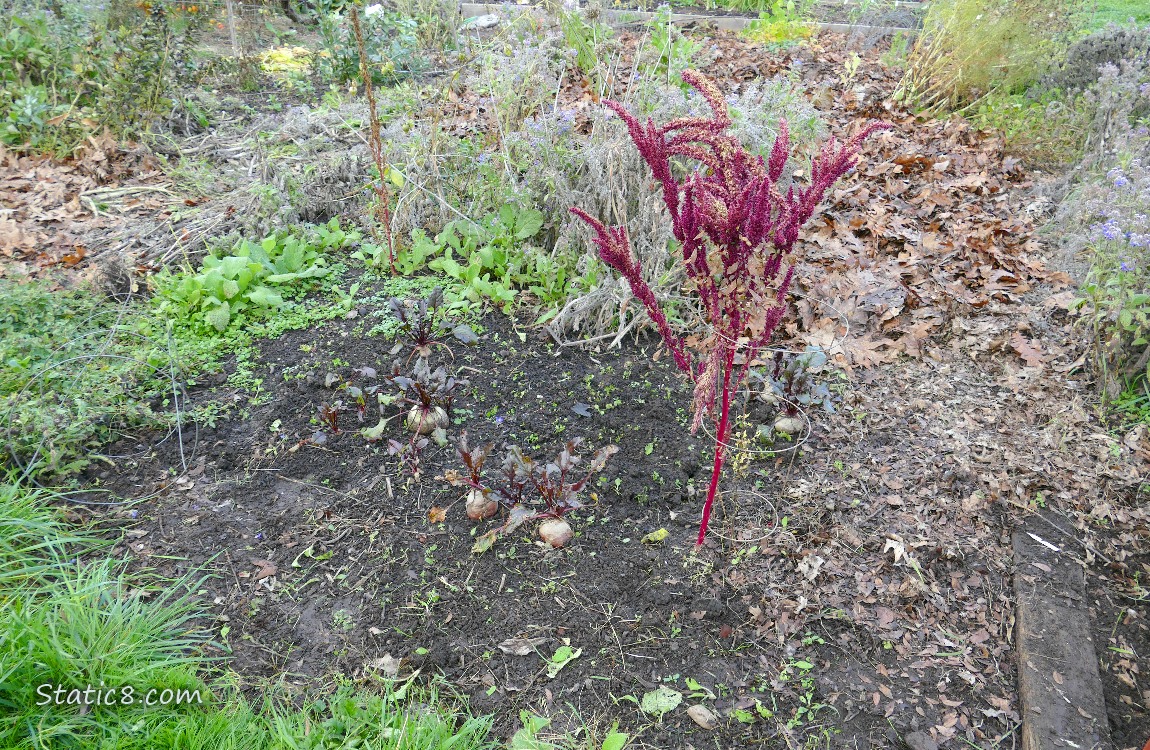 garden plot