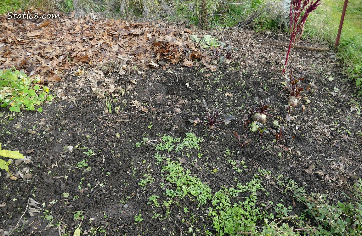 Garden plot