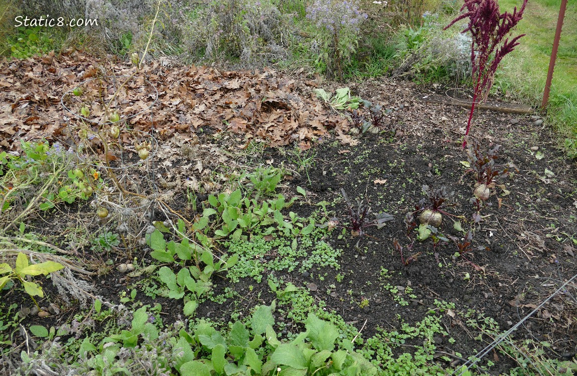 Garden plot