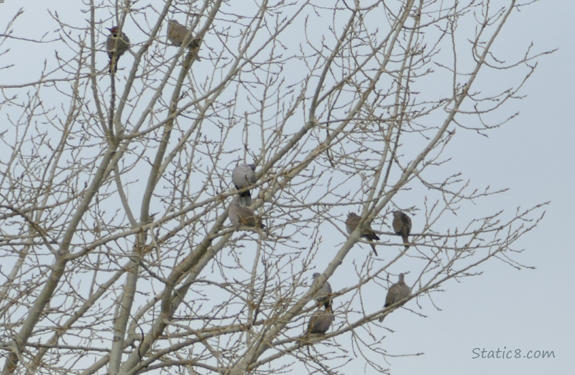 Doves in a winter bare tree