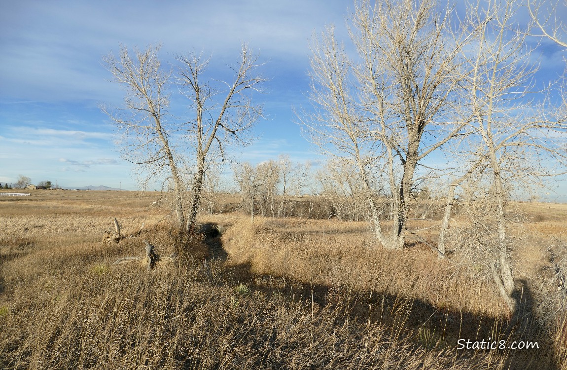 Trees