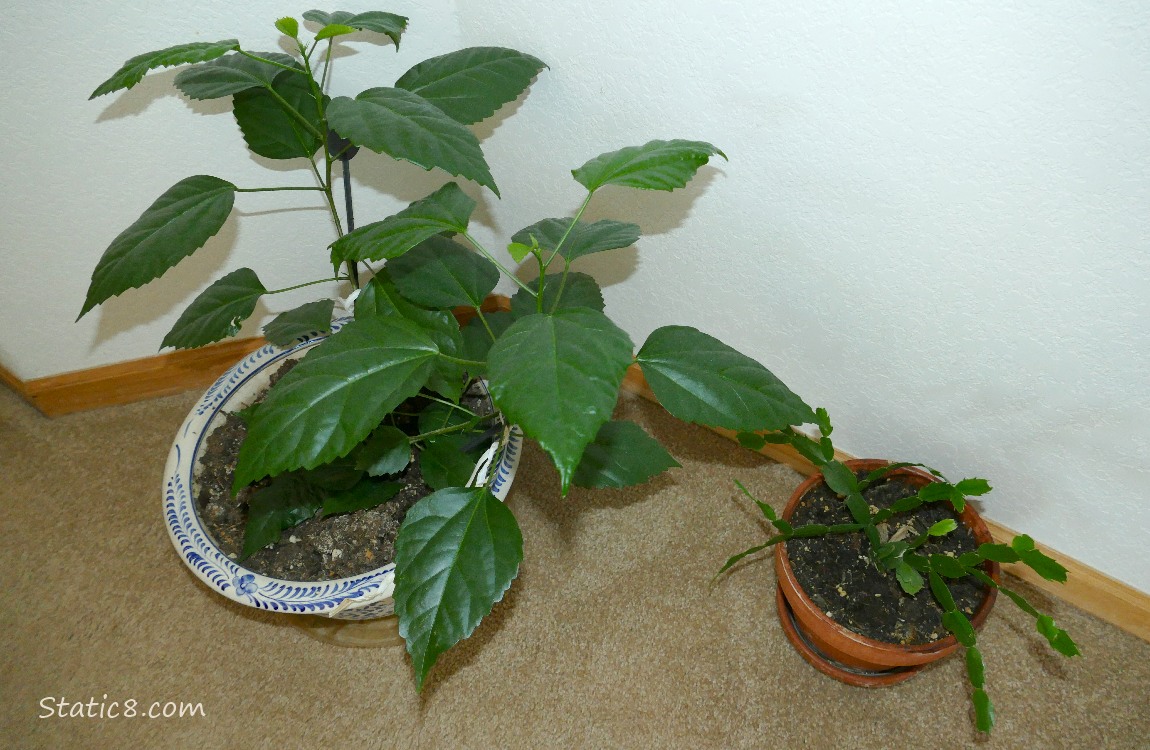 House plants