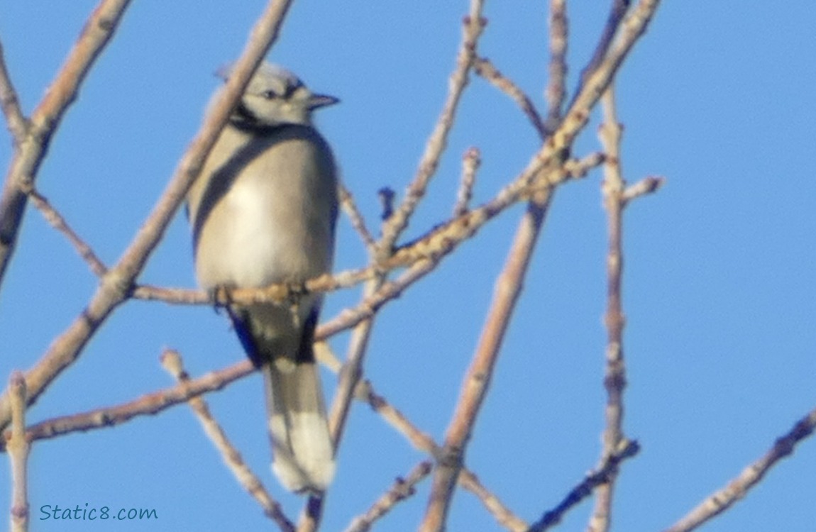 Blue Jay 