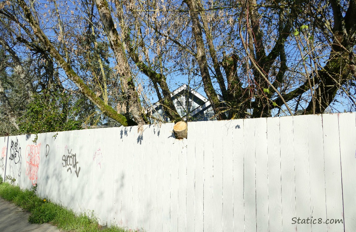 Cut tree branch