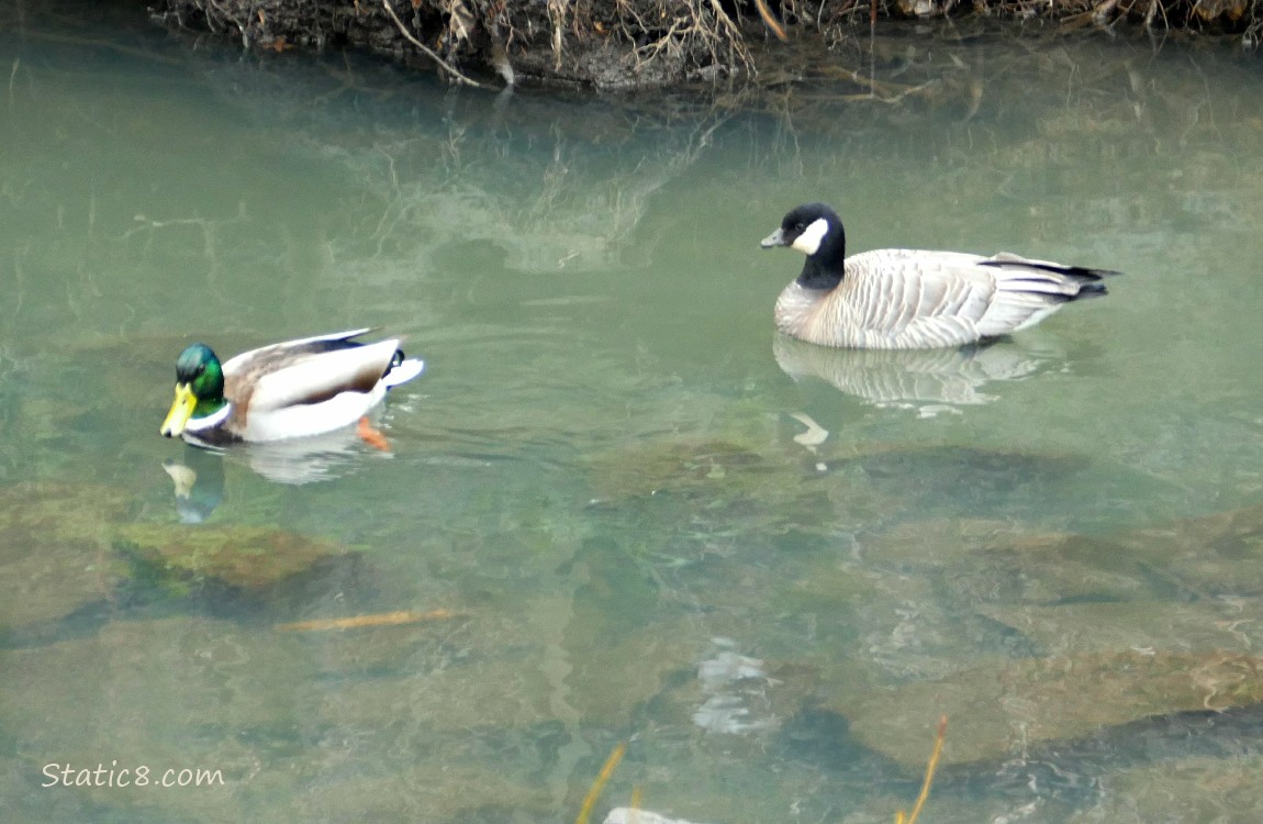 Mallard and Cackling Goose paddling on the water
