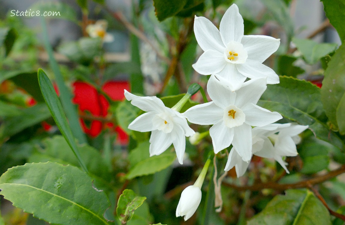 Paperwhite Narcissus blooms