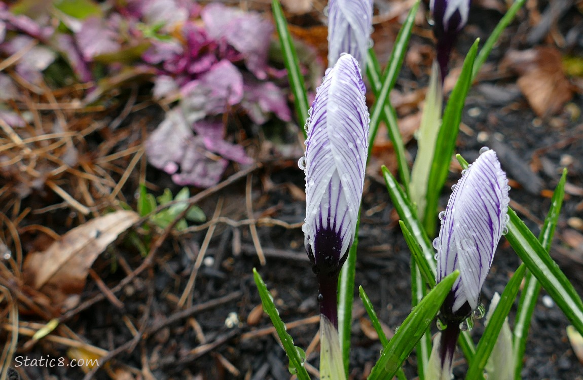 Purple and white Crocus buds wet with rain
