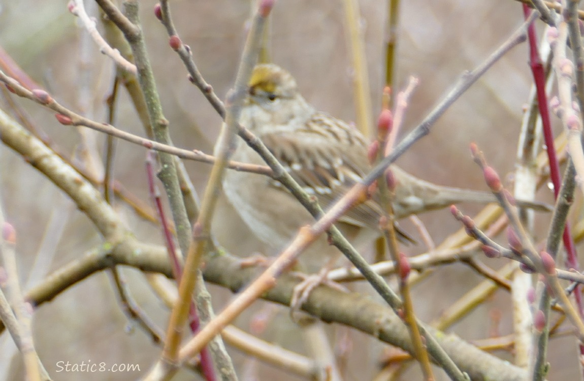 Blurry Golden Crown Sparrow behind sticks
