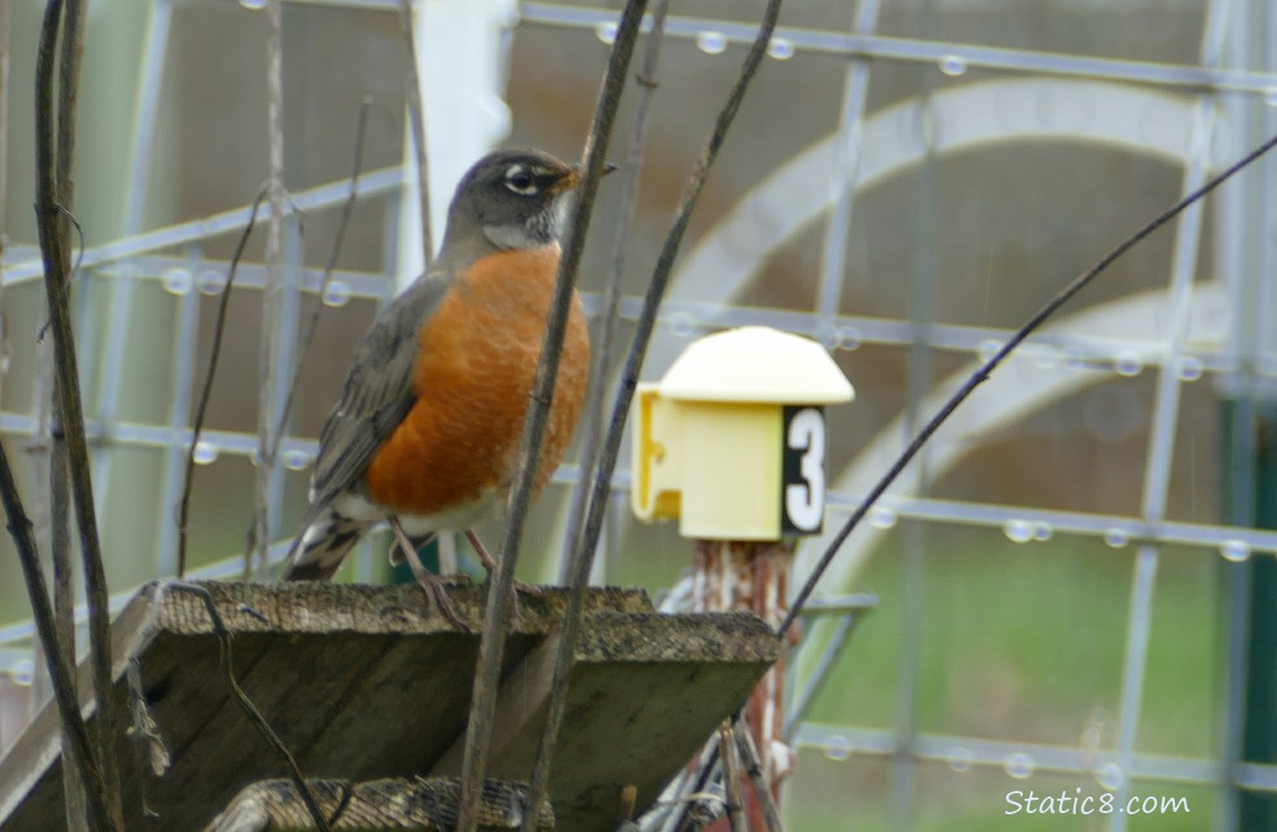 American Robin standing on wood boards, surrounded by garden trellis