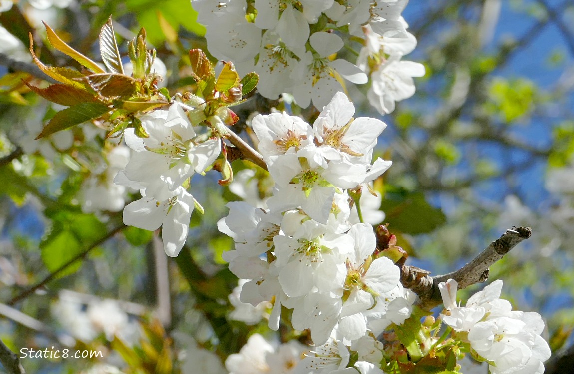 Fruit tree blossoms and a blue sky