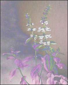 Digitally Enhanced, Blooming Basil plant