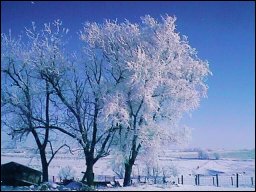 Pretty winter trees