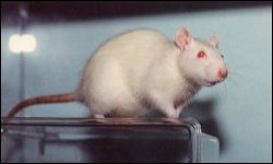 FreeFall the albino rat