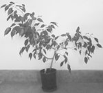 little ficus branch