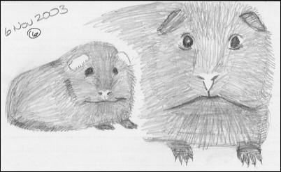 Guinea pigs, nobody in particular