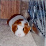 Guinea pig napping.