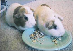 Guinea Pigs chowing down