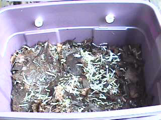 Bedding inside worm bin