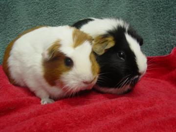 guinea pigs