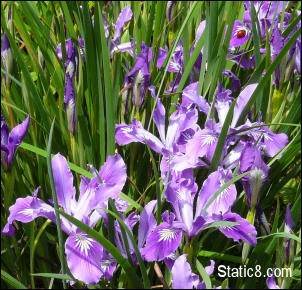 Oregon Iris