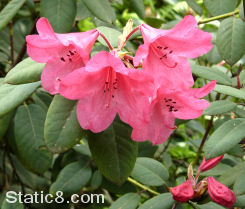 pink rhododendrons