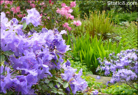 rhododendrons