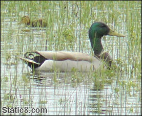 Ducks at the Wetlands