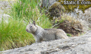 Squirrel on the Butte