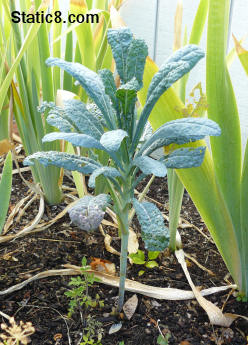 the kale, surrounded by irises