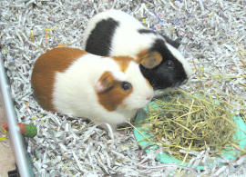 hay on a plate