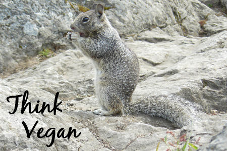 vegan squirrel
