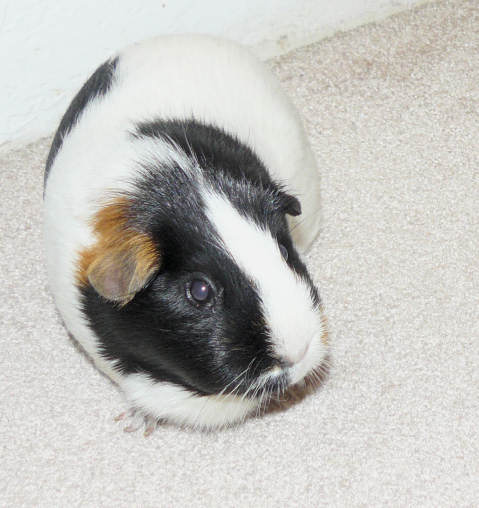 Twitch the guinea pig
