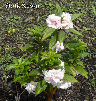 chinese balsam with light pink camelia flowers