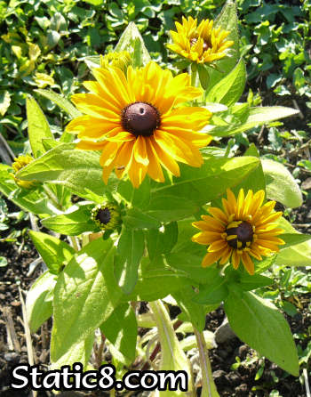 tiger eye in our garden